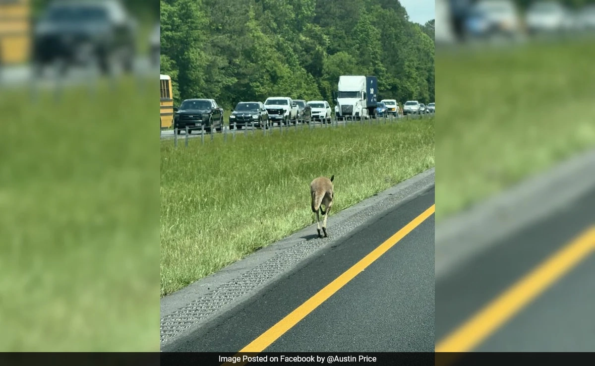 Kangaroo ‘Sheila’ Causes Car Crash, Leads Cops on Chase