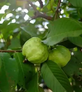 Home Remedies for Wrinkle Removal