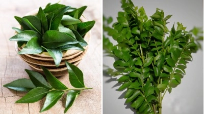 Revive Your Curry Leaf Plant: 5 Home Remedies for Quick Glow