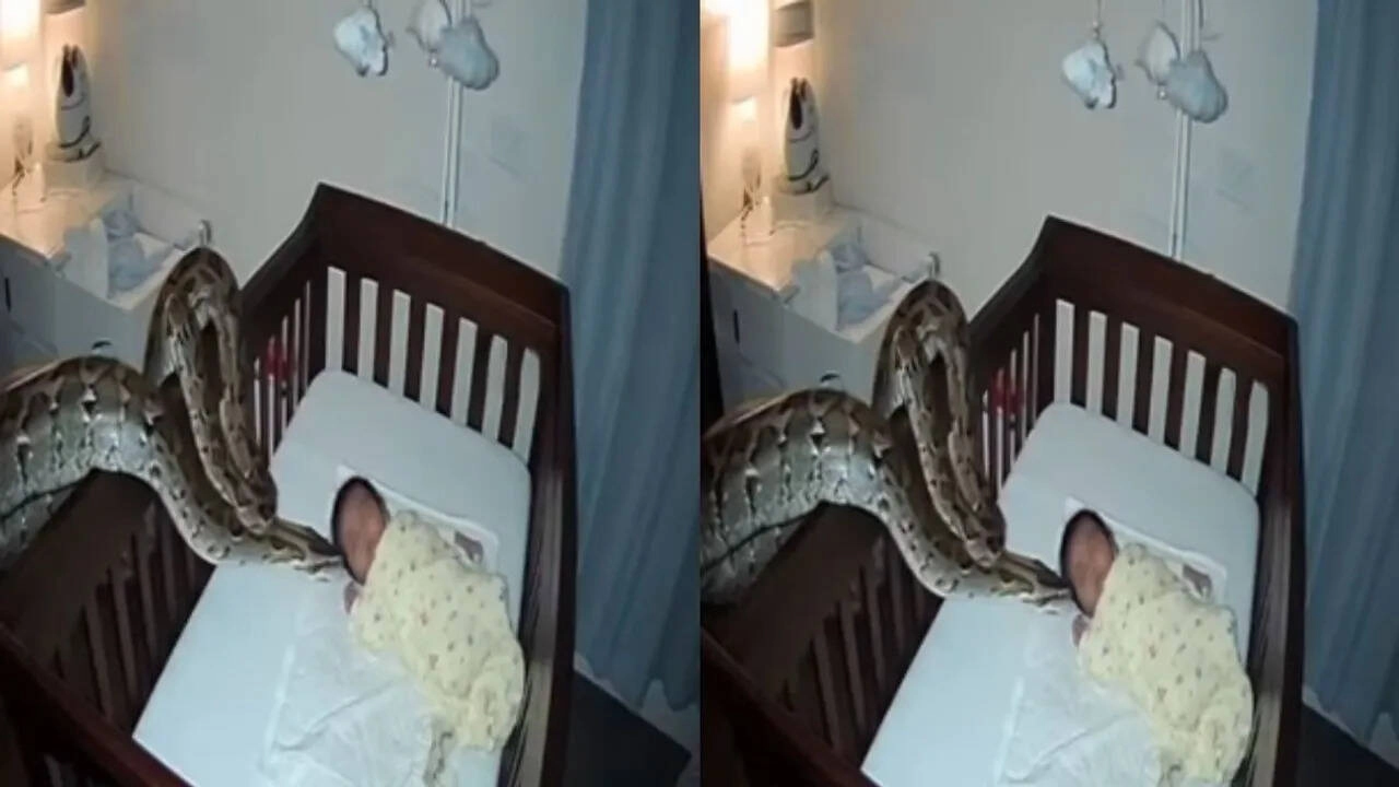 Python Attacks Sleeping Child in Room, Video Goes Viral