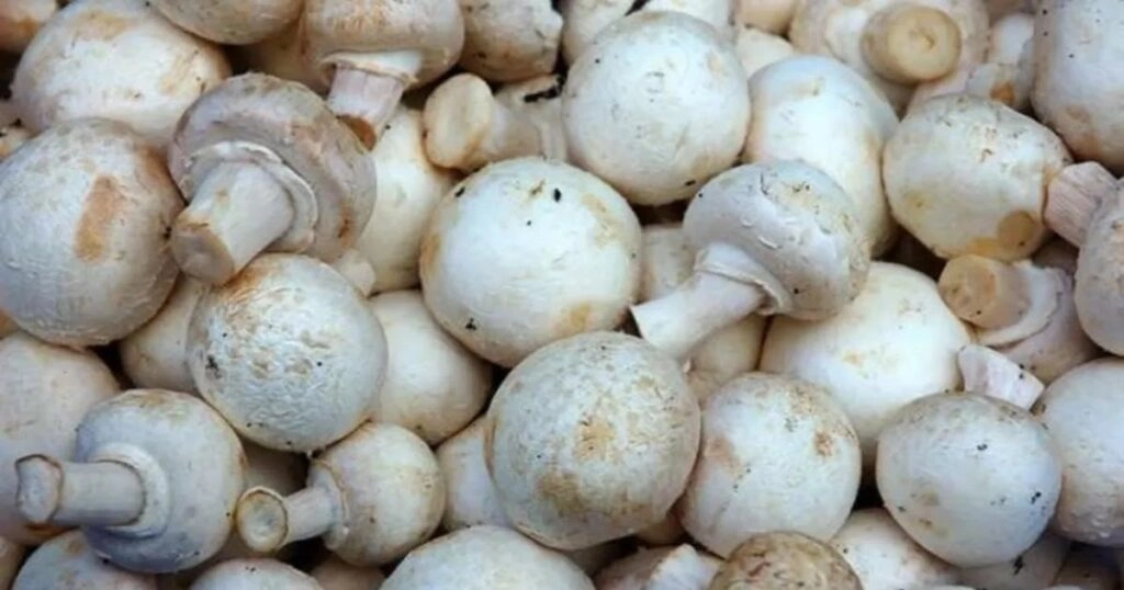 10 Daily Benefits of Eating Mushrooms for Better Health