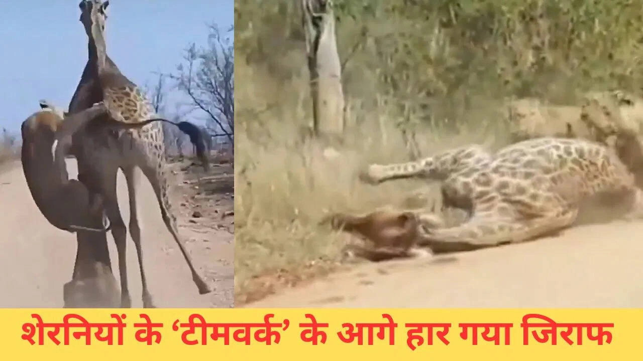 Female Lions Attack Giraffe: Witness the Power of Unity, VIDEO