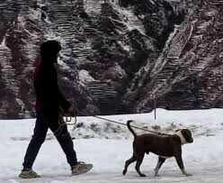 Chamba: Two Young Men Die, Dog's Loyalty Moves Hearts