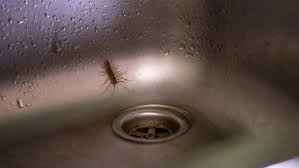 2 Easy Hacks to Stop Centipedes in Your Kitchen Sink