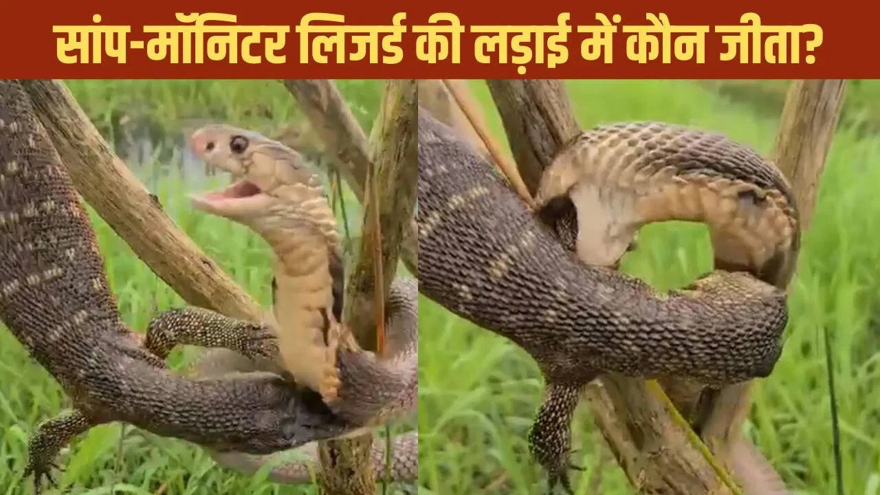 Shocking Battle Between Snake and Monitor Lizard: Video Goes Viral
