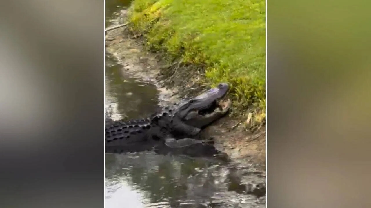 Crocodile Crushes Turtle’s Shell Like Biscuit – Shocking Video!