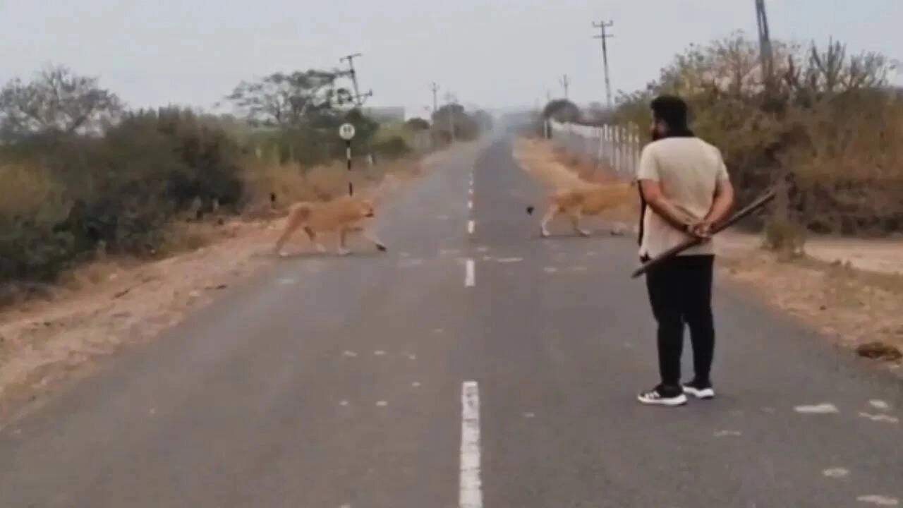 Rare Sight: 11 Asiatic Lions Cross Road in Amreli