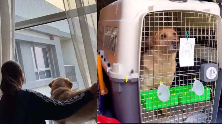 Spent 15 Lakh on a Flight for My Pet Dog for This Reason