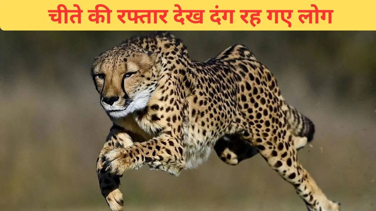 3 Seconds to 60 Speed: Prey Outpaced by Cheetah - Shocking Video