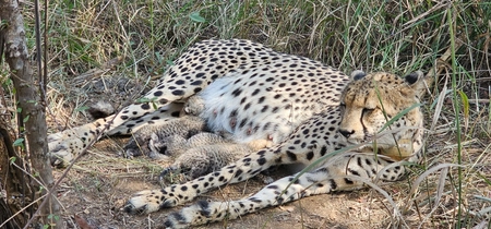 Gamini the Cheetah Gives Birth to 3 Cubs in Kuno Park, Total 38