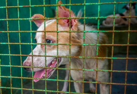 Tamil Nadu: Supreme Court's 8-Week Deadline for Stray Dog Shifting Missed