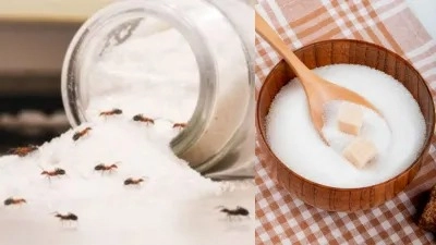 5 Magical Remedies to Keep Ants Out of Your Sugar Jar