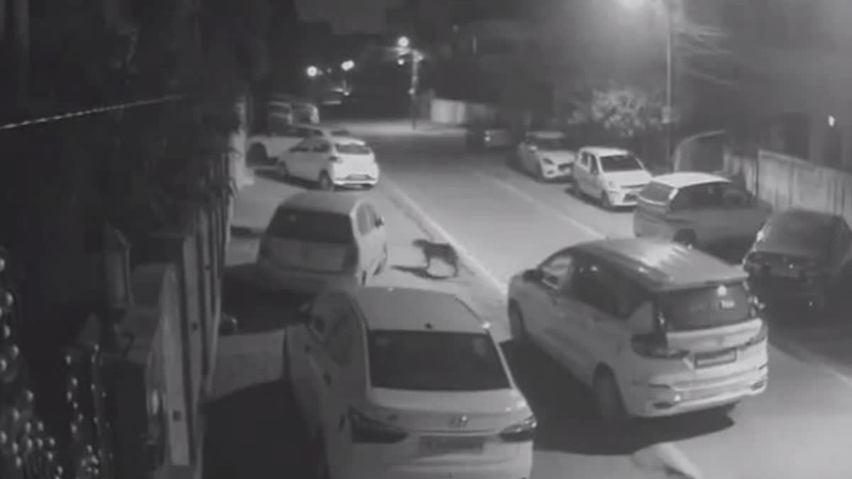 Leopard Spotted in Jaipur's Surya City Colony, Caught on CCTV
