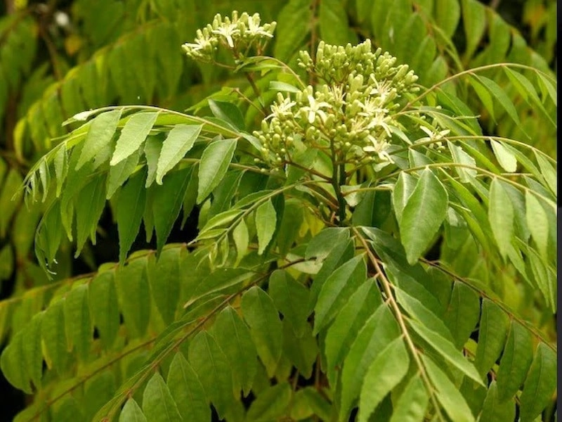 5 Tips for Thriving Curry Leaves in Your Pot