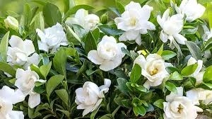 Gandharaj Flower: 5 Health Benefits for Stress Relief & Skin