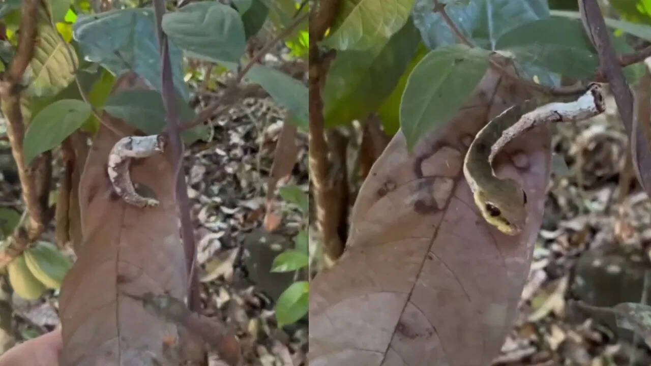 Strange Worm That Looks Like a Snake - Watch and Be Amazed!