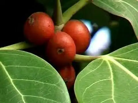 Increasing Male Potency with Banyan Fruits
