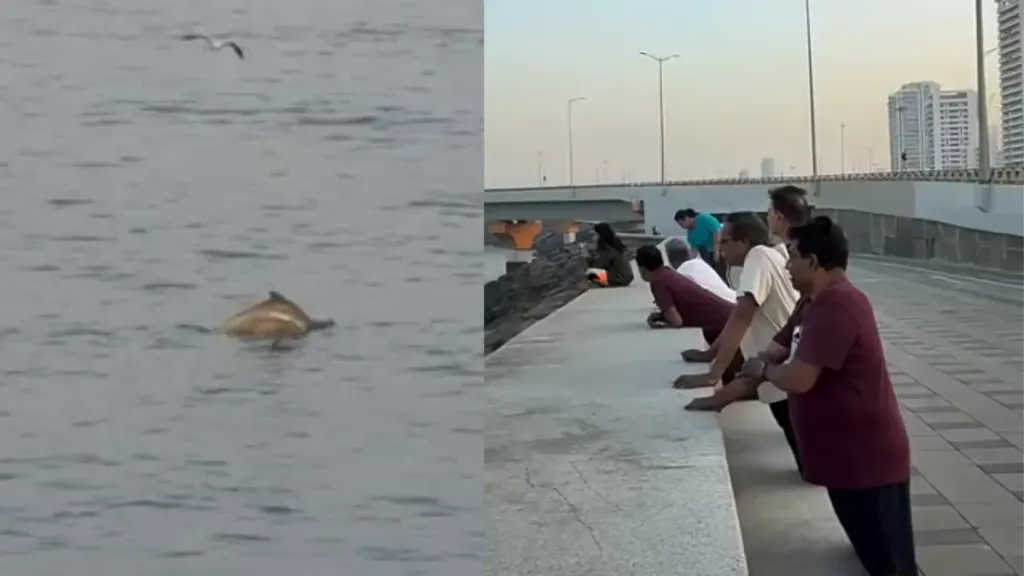 Dolphins Spotted at Mumbai's Worli Sea Face Spark Online Buzz