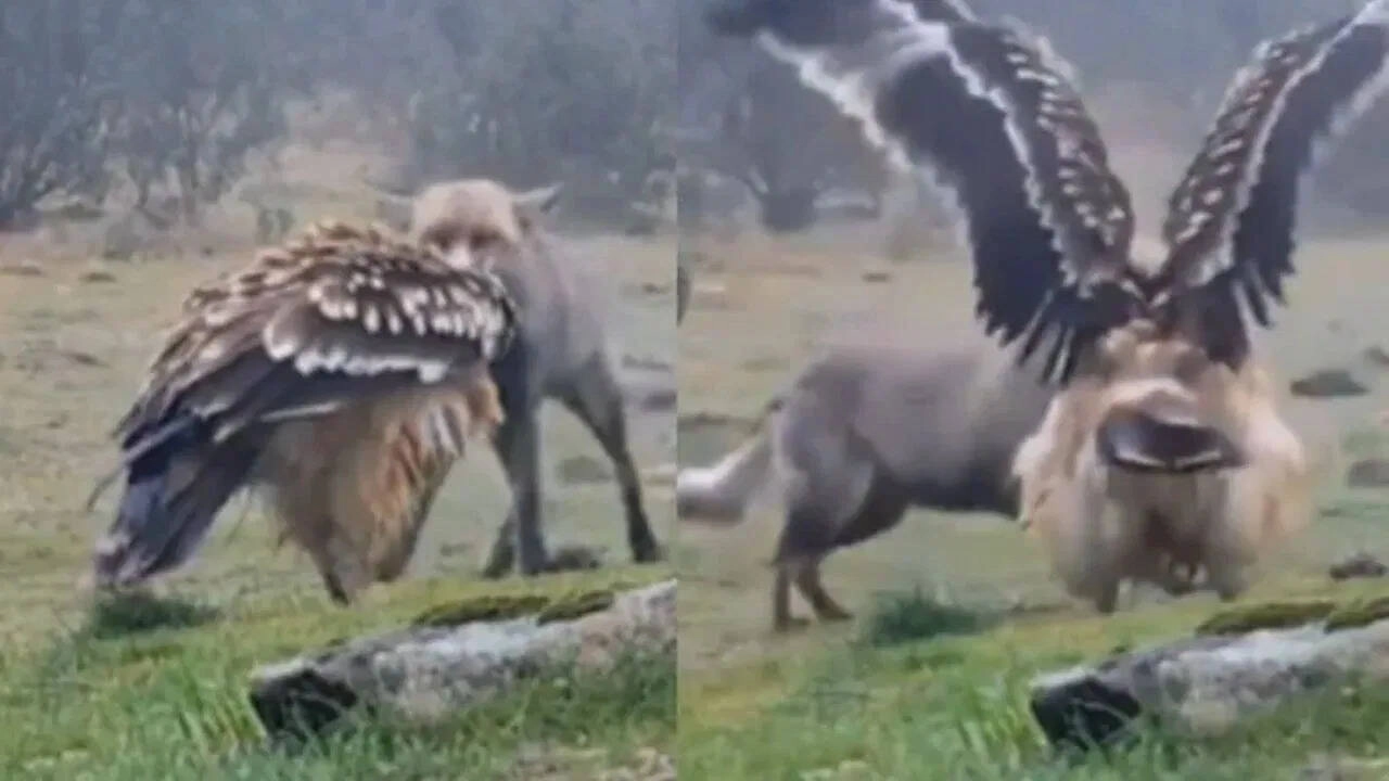 Eagle Surprises Fox, Shows Stunning Confidence After Bath