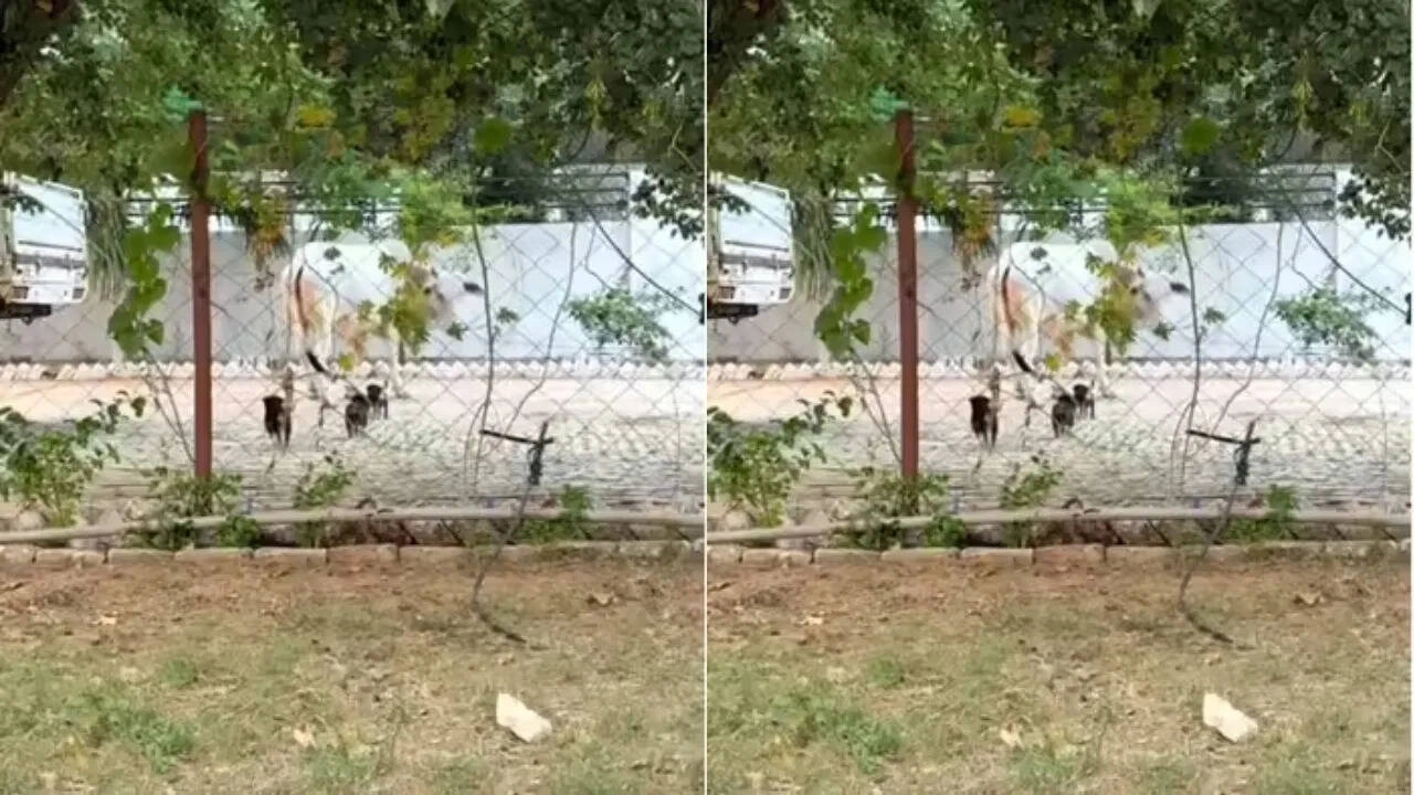 Symbol of Calmness and Patience: Life Lessons for Humanity