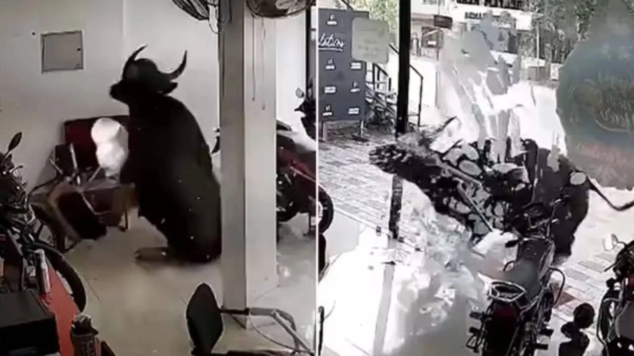Wild Boar Breaks into Kerala Bike Showroom, Video Goes Viral