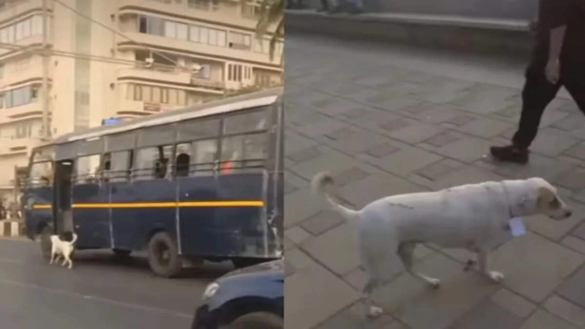 Stray Dog 'Pirate' Shows Friendly Behavior with Mumbai Police