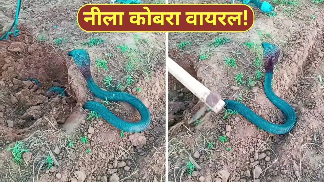 Farmer Digs in Field, Discovers Blue Cobra – What Happened Next?