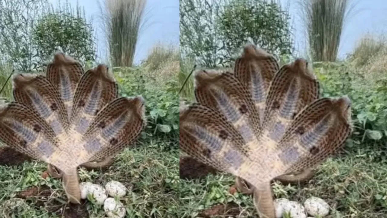 Are Five-Headed Snakes Real? Viral Video Sparks Curiosity