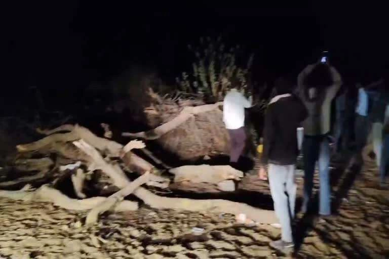 Villagers Protest Against Solar Company for Cutting Trees