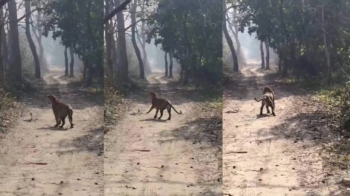 Tiger and Cobra Encounter Captured at Pilibhit Tiger Reserve