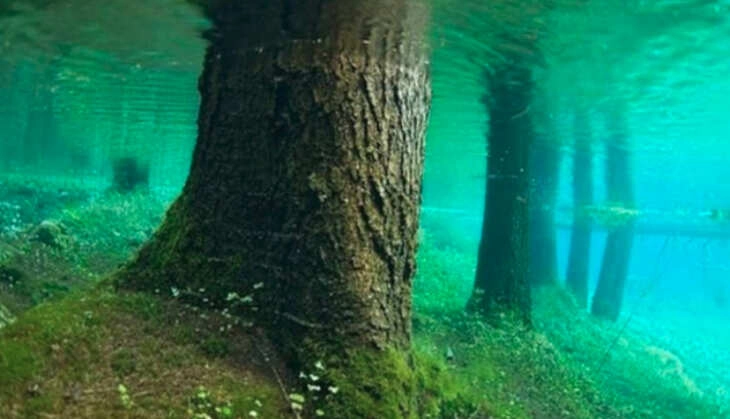 Discover the Lake with a Whole Forest Inside: A Hidden Secret