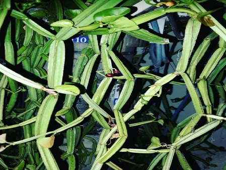 Relief from Bone Diseases: This Plant Can Help You