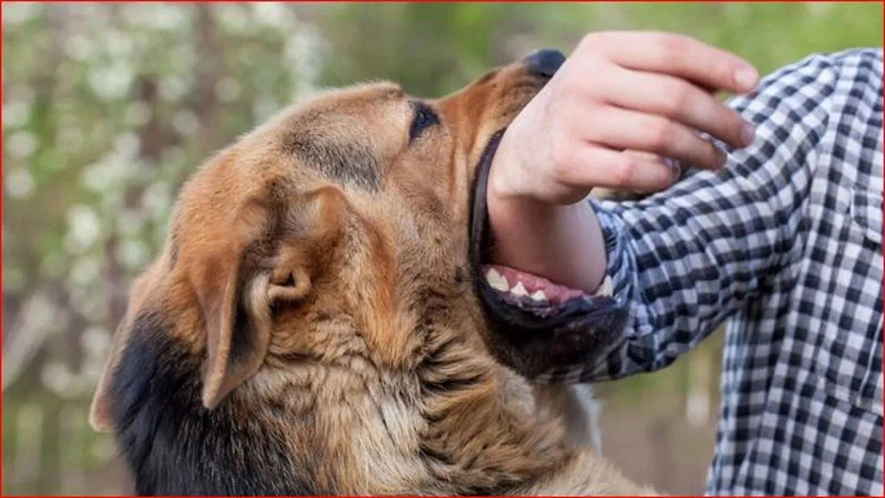 Bank Employee Commits Suicide in Kalyan Over Rabies Fear