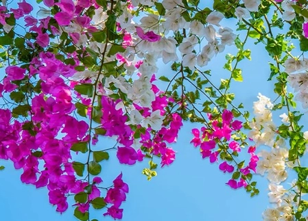 Bougainvillea: A Beautiful Flower with Medicinal Benefits