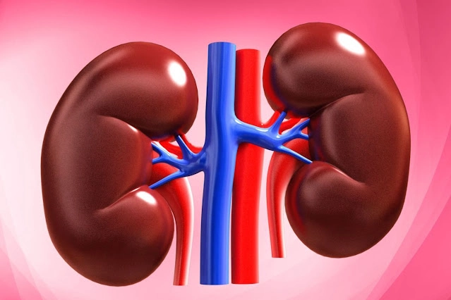 5 Essential Foods for Healthy Kidneys