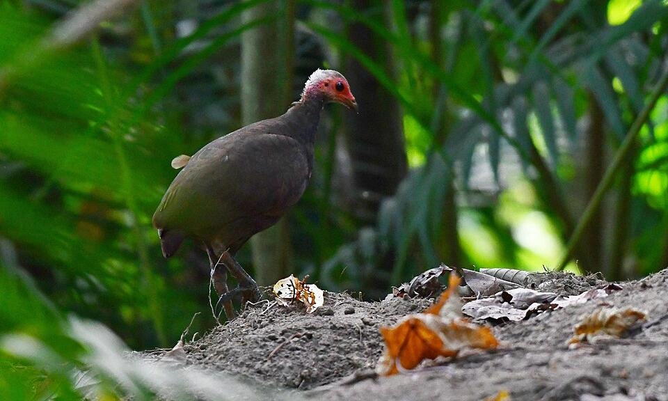 NGT Approves Great Nicobar Project for Strategic Importance