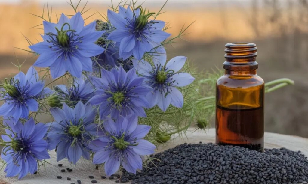 Use Nigella Seeds for Hair: A Cost-Effective Home Remedy
