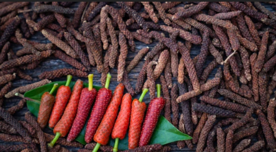 Pippi: Your Solution for All Dental Issues – How to Use It