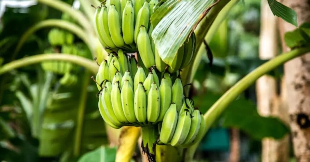 Raw Banana: A Health Boon with 6 Key Benefits