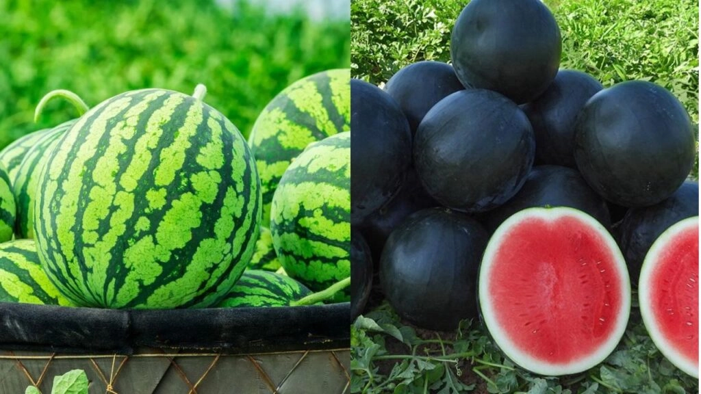 Striped vs. Black-Green Kalingad: Which is Healthier?