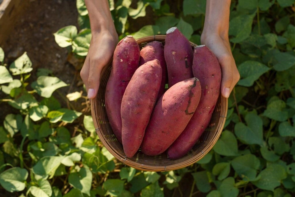Identifying Real vs. Fake Colored Sweet Potatoes: 4 Easy Methods
