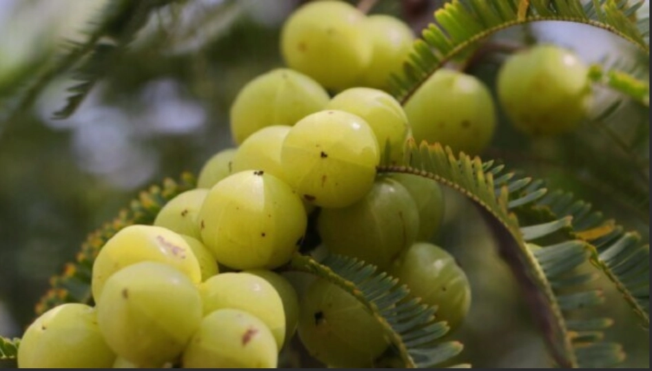 Relieve Bone Pain from Purine Stones with Amla!