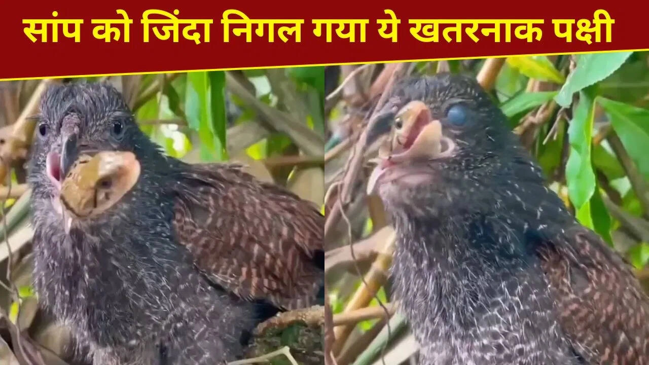 Watch: Dangerous Bird Swallows Snake Alive in Shocking Video