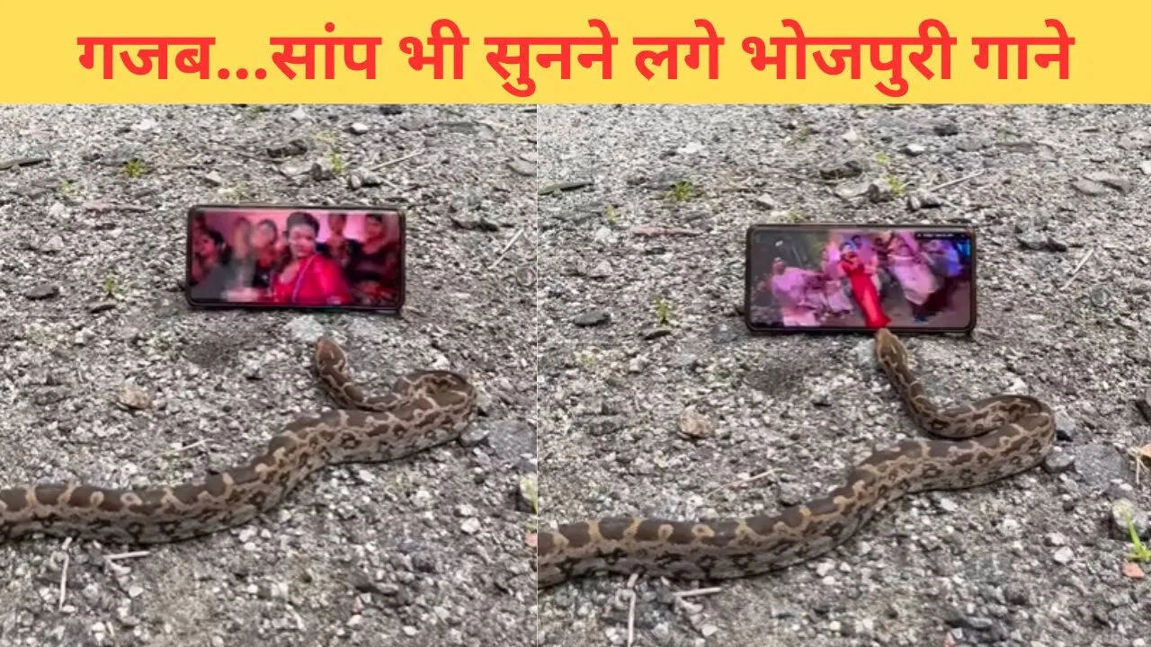 भोजपुरी गाने का खुमार: सांप पर चढ़ा अद्भुत VIDEO