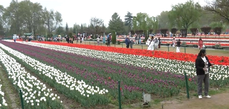 Tourist Crowd at Tulip Garden in Srinagar Surpasses 169,000