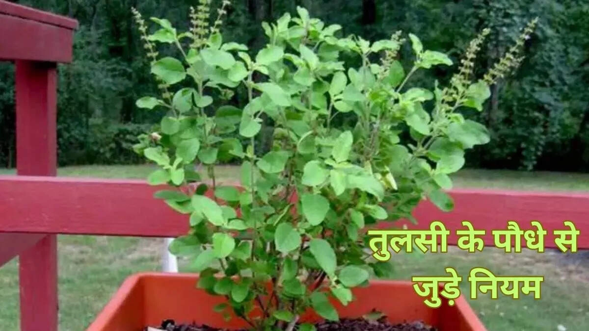 Avoid This Mistake with Tulsi for a Happy Home: Simple Vastu Tips