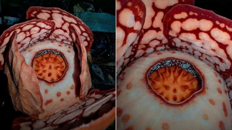 Rare 'Corpse Flower' Discovered After 13-Year Search, Shocks All