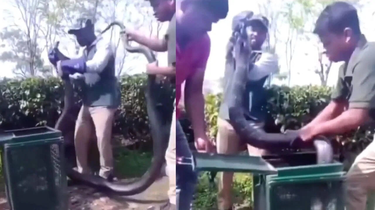 18-Foot King Cobra Captured, Shocking Viral Video