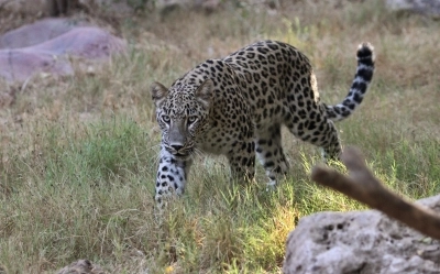 Successful rescue of ill female leopard in Neemkathana after 22 hours