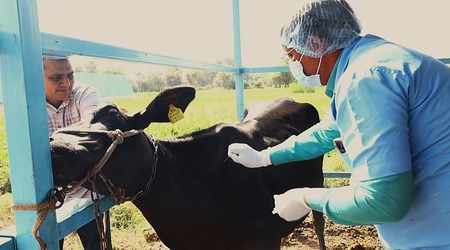 Control of FMD in Gujarat: Vaccination Reduces Cases by 3%